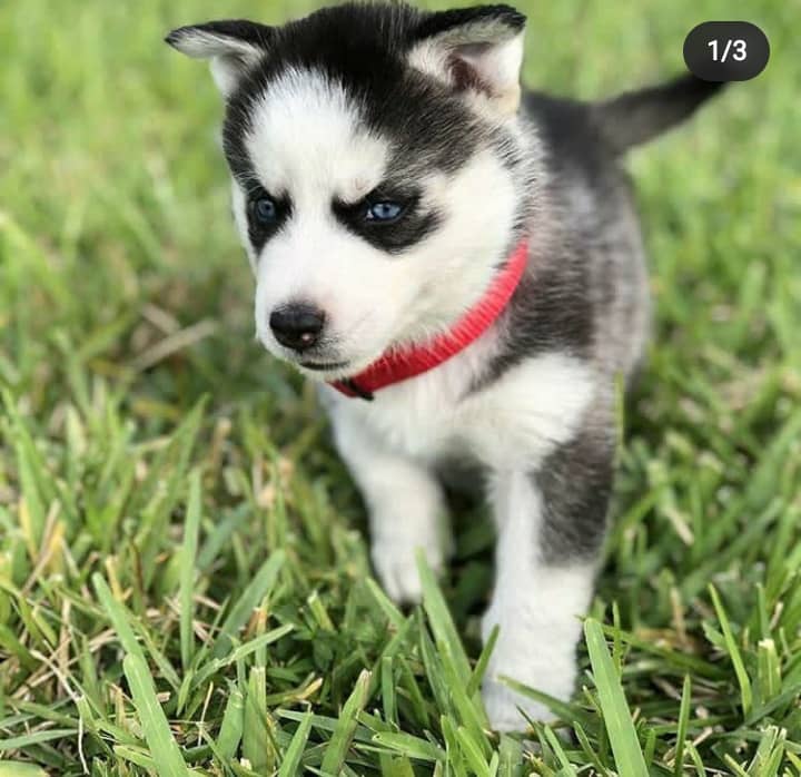 Smart Siberian Husky Puppies