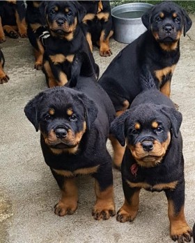 Rottweilers Puppies