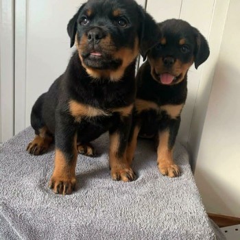 Rottweilers Puppies