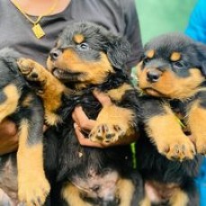 Rottweilers Puppies