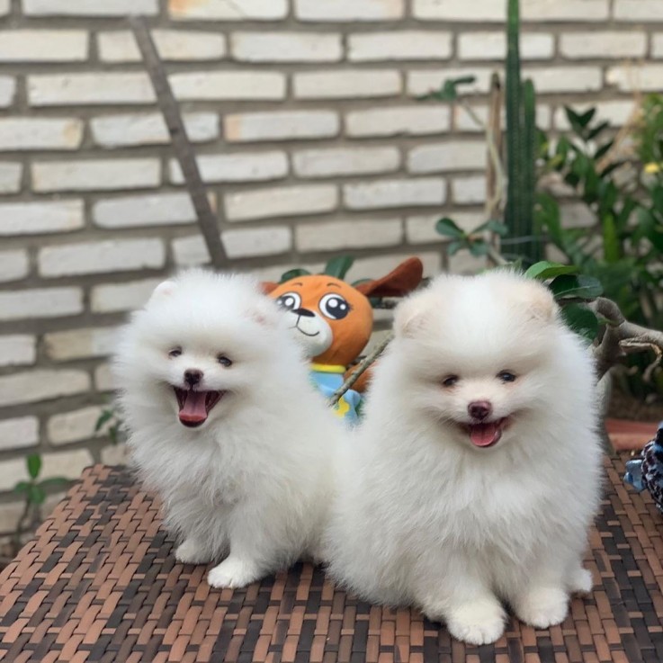 Pomeranian Puppies  