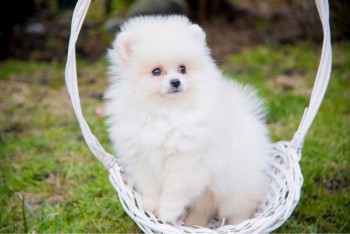 Pomeranian Puppies  