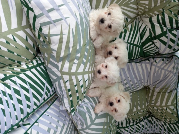 Adorable Maltese Puppies