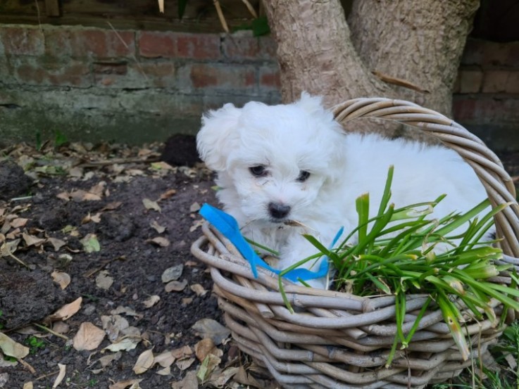 Maltese Puppies