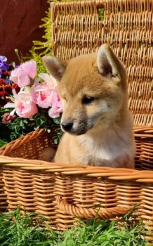 Shiba Inu Puppies