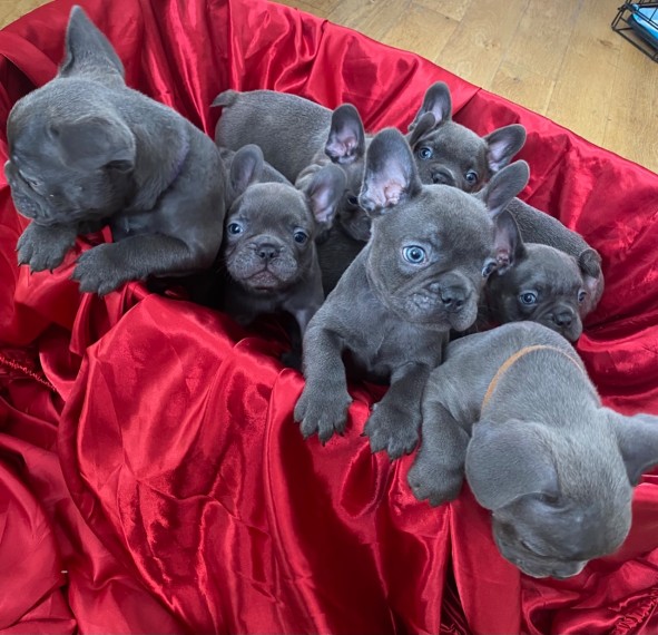 French Bulldogs  Puppies