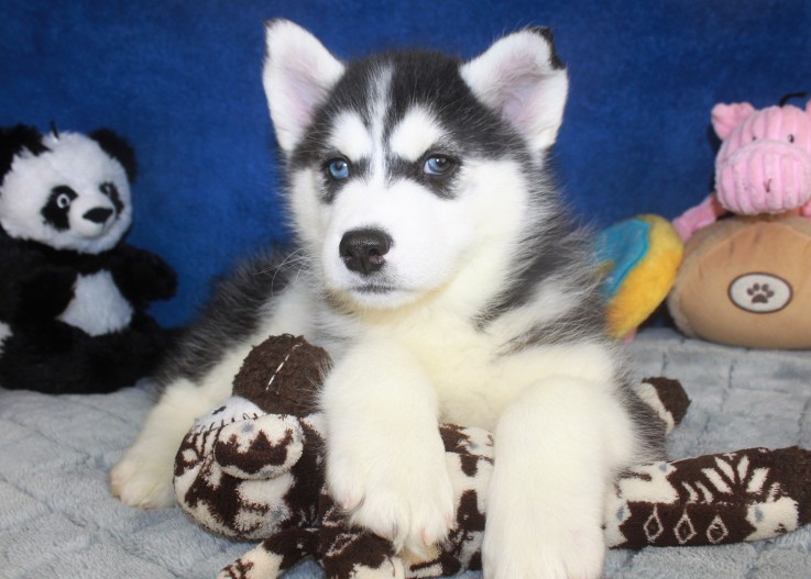 Beautiful Siberian Husky Puppies For Sal