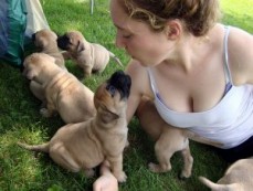 Bullmastiff puppies for sale.