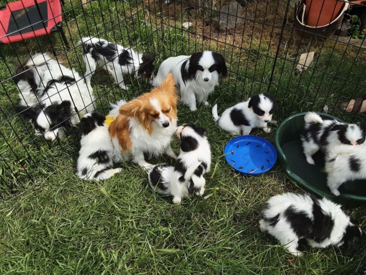 Papillon Puppies for sale.