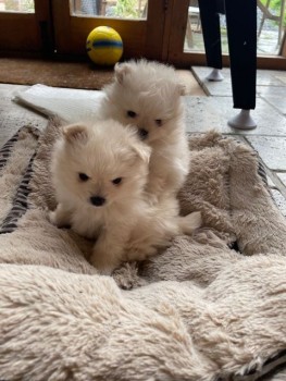 Pomeranian Puppies for sale.