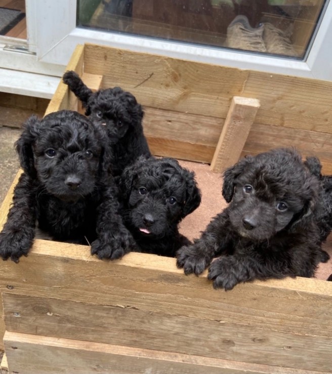  Black Miniature Poodle puppies 4 sale