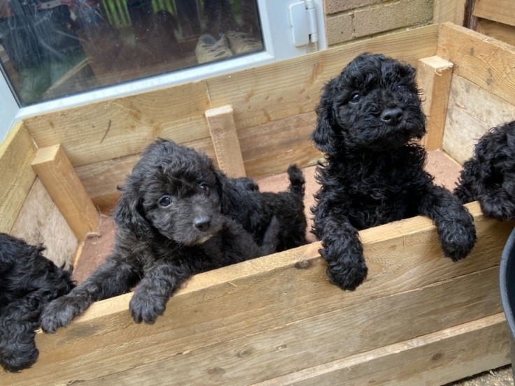  Black Miniature Poodle puppies 4 sale