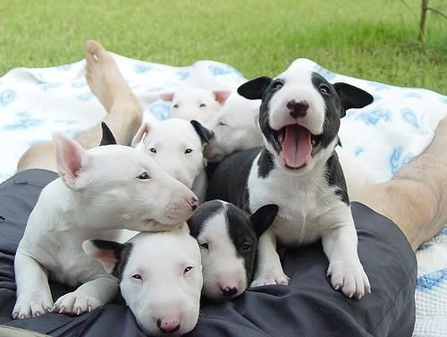 Bull Terrier Puppies available now