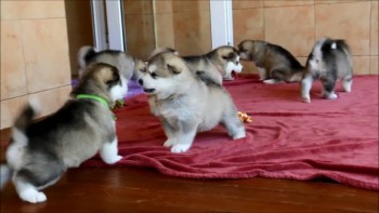 Alaskan Malamute puppies available now