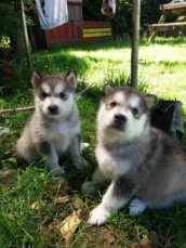 Alaskan Malamute puppies available now