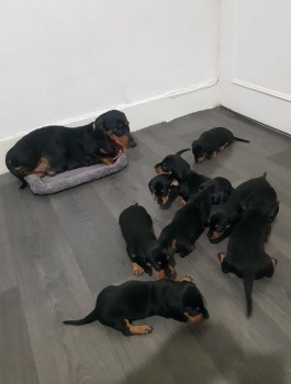   Miniature Dachshund puppies ready now.