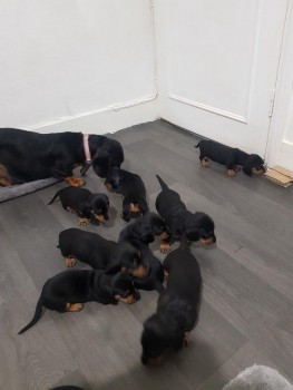   Miniature Dachshund puppies ready now.