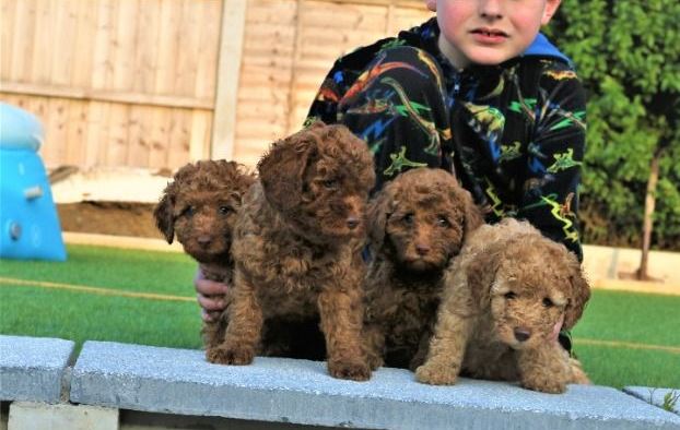 Miniature Poodle puppies available now