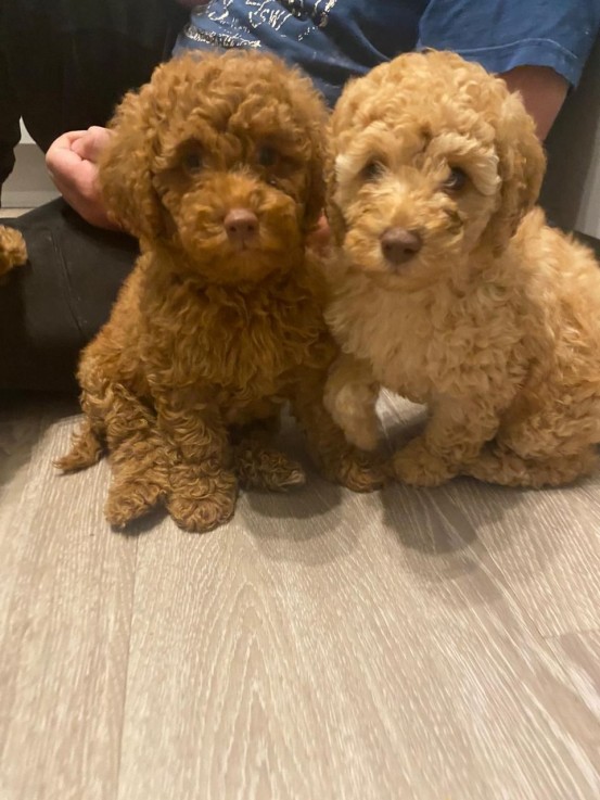 Miniature Poodle puppies available now