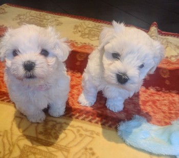 Maltese Puppies Ready now