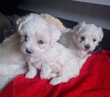 Maltese Puppies Ready now