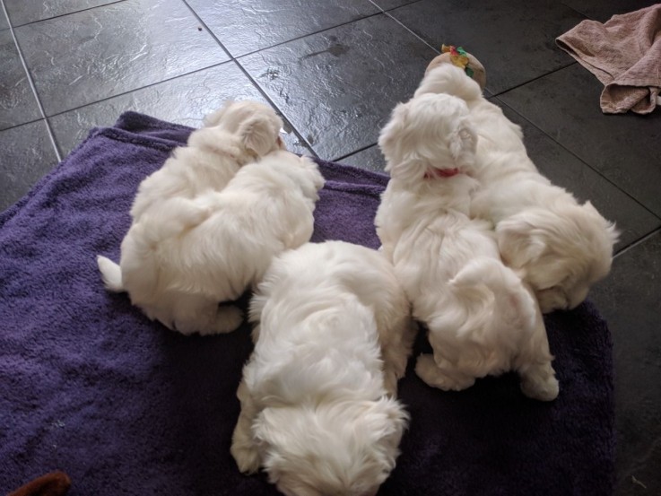 Maltese Puppies Ready now