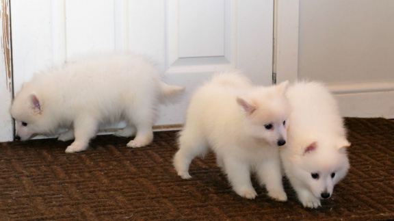 Japanese Spitz puppies