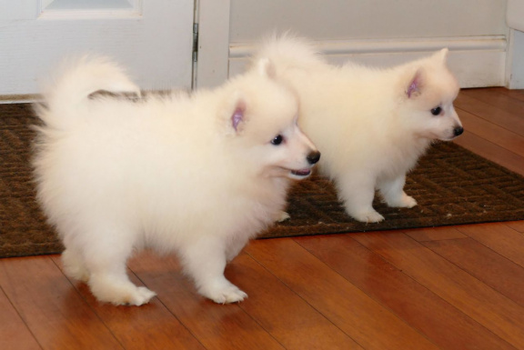 Japanese Spitz puppies