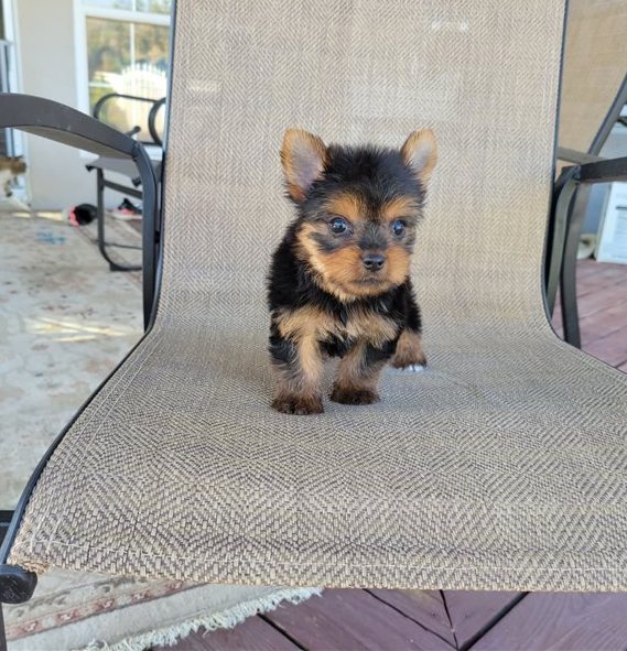 Yorkshire Terrier puppies 