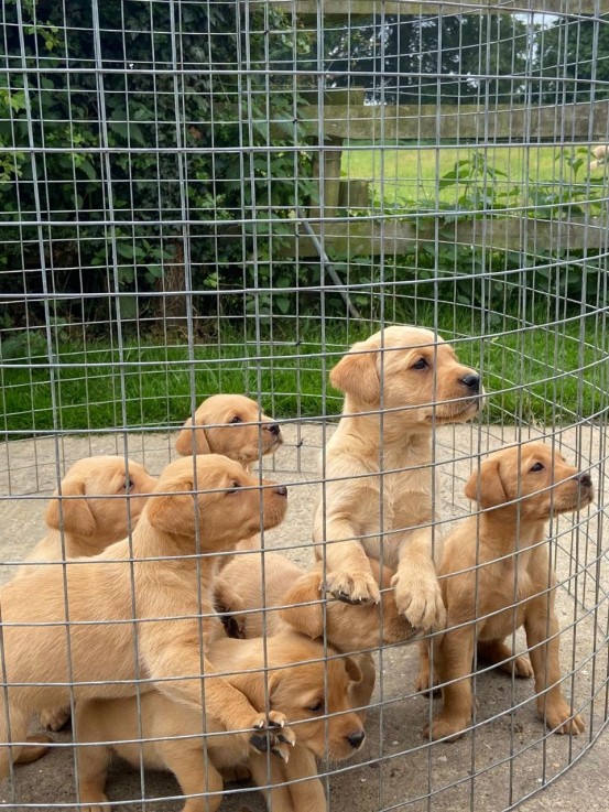 Labrador Puppies