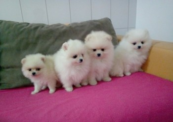 Charming Pomeranian puppies for sale