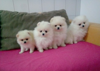 Charming Pomeranian puppies for sale