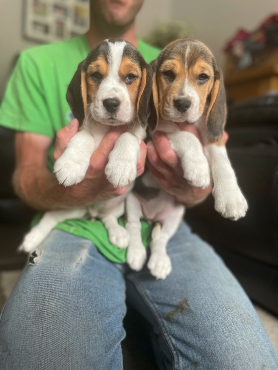  Beautiful Beagle Puppies