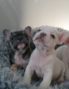 Home Raised Bulldog  Puppies