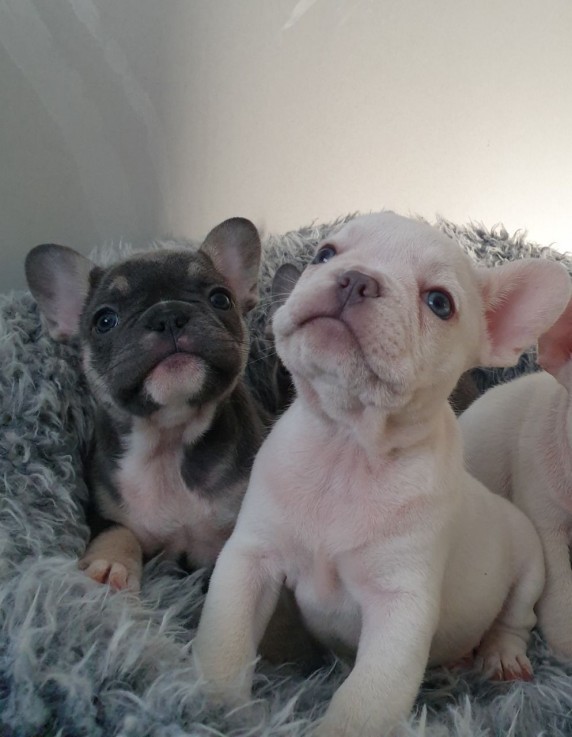 Home Raised Bulldog  Puppies