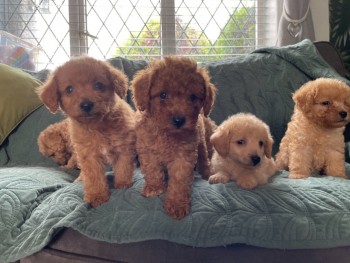 Labradoodle Puppies 