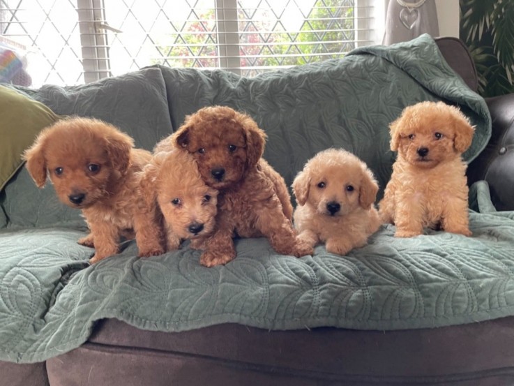 Labradoodle Puppies 