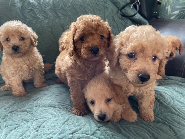 Labradoodle Puppies 