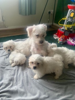  White Maltese Puppies 