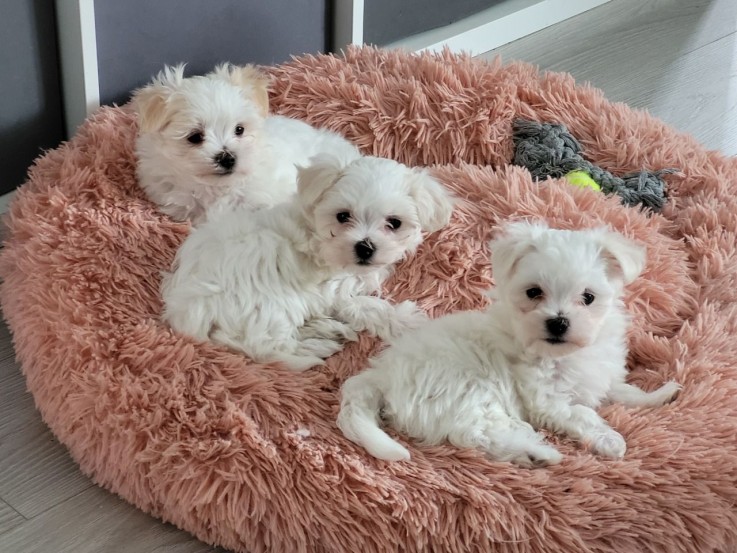  White Maltese Puppies 