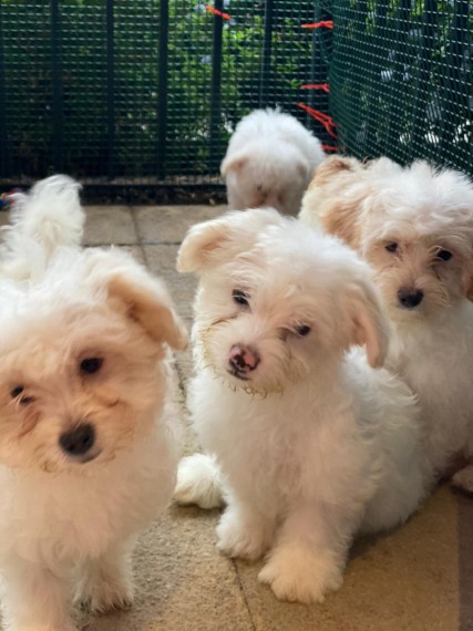 Bichon Puppies