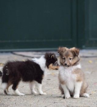 Shetland Sheepdog Puppies