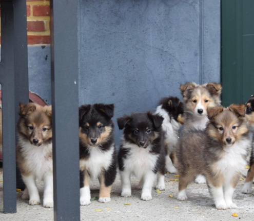 Shetland Sheepdog Puppies