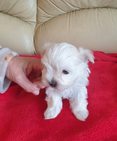 cute Maltese Puppies