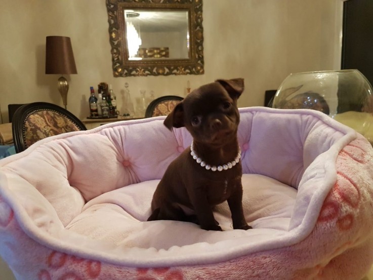 Lovely Chihuahua Puppies for Sale