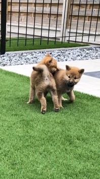 Gorgeous Japanese Shiba Inu puppies