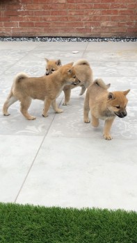 Gorgeous Japanese Shiba Inu puppies