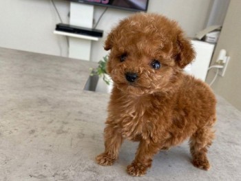 cute Poodle Puppies