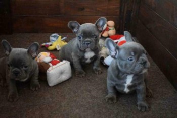 Blue French Bulldog Puppies