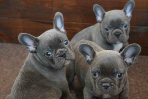 Blue French Bulldog Puppies